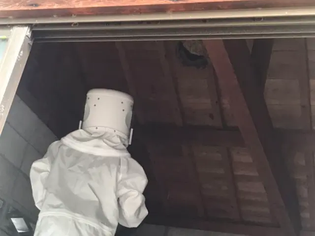 アシナガバチは16,500円です（税込）サービスの画像