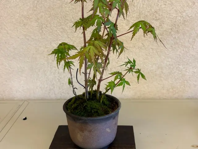 「根から整える、長く育つ植え替え」優しい丁寧な植え替えサービスの画像