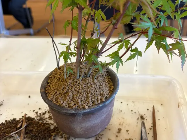 「根から整える、長く育つ植え替え」優しい丁寧な植え替えサービスの画像