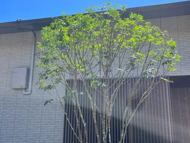 【500件以上実績】庭全体が明るく風通しの良い剪定をいたします！空き家もOKですサービスの画像