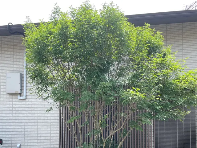 【500件以上実績】庭全体が明るく風通しの良い剪定をいたします！空き家もOKですサービスの画像