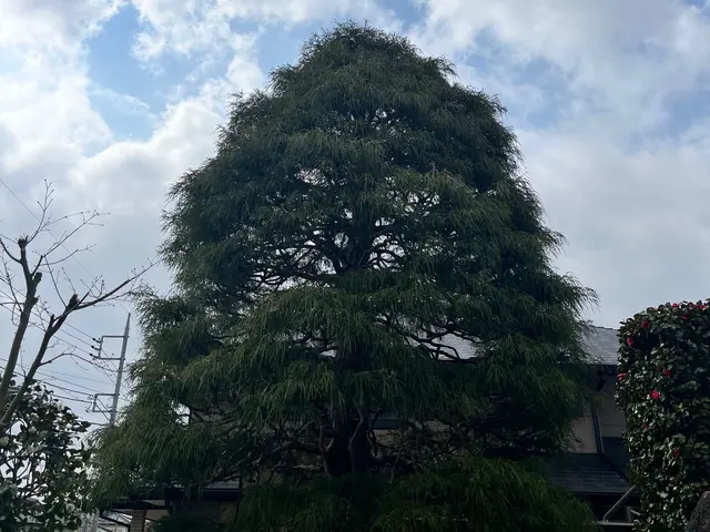 【500件以上実績】庭全体が明るく風通しの良い剪定をいたします！空き家もOKですサービスの画像