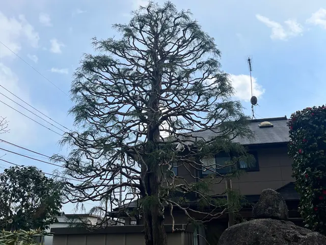 【500件以上実績】庭全体が明るく風通しの良い剪定をいたします！空き家もOKですサービスの画像