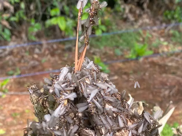 白蟻駆除はSKA homeにお任せください！『5年保証』料金相談も可能です！サービスの画像