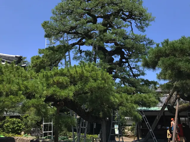 自然な透かし剪定します！サービスの画像