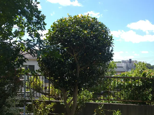 心から満足いただける仕上がりに◎親切・丁寧◎木の特徴を活かした剪定です！サービスの画像