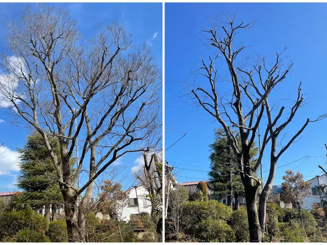 アーボリスト/最も美しい姿であるために『自然風剪定』/ゴミ回収費込みサービスの画像