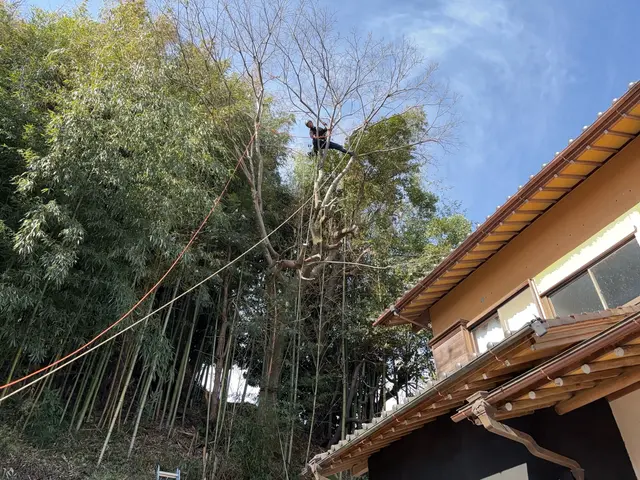 最も美しい姿であるために“自然風剪定”サービスの画像