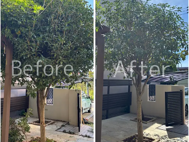 アーボリスト/最も美しい姿であるために『自然風剪定』/ゴミ回収費込みサービスの画像