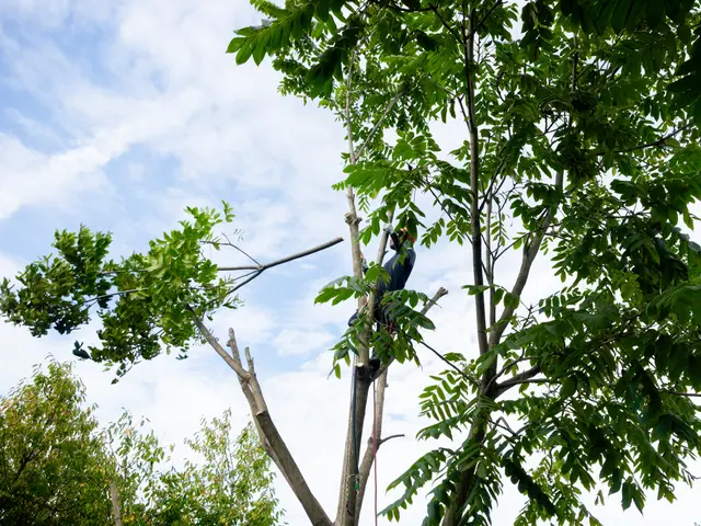 伐採・抜根サービスの画像