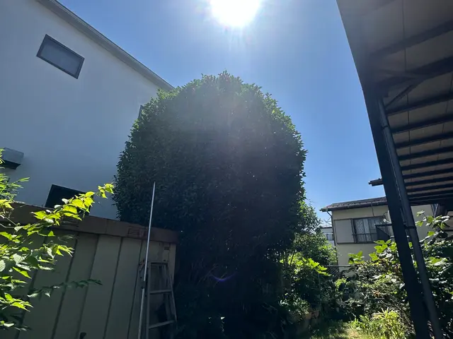 庭木1本から承ります！日曜祝日でも向かいます！サービスの画像