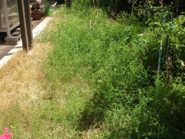 埼玉・東京西部★雑草で困ったらご相談ください☆丁寧！綺麗！安心！近隣への配慮☆サービスの画像