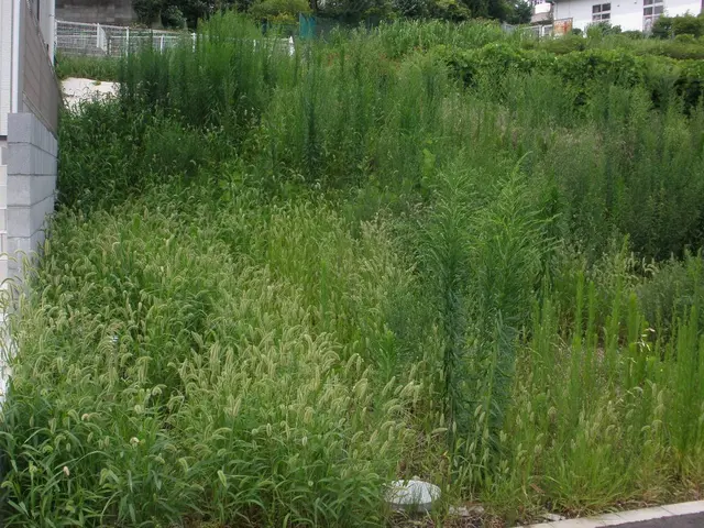 埼玉・東京西部★雑草で困ったらご相談ください☆丁寧！綺麗！安心！近隣への配慮☆サービスの画像