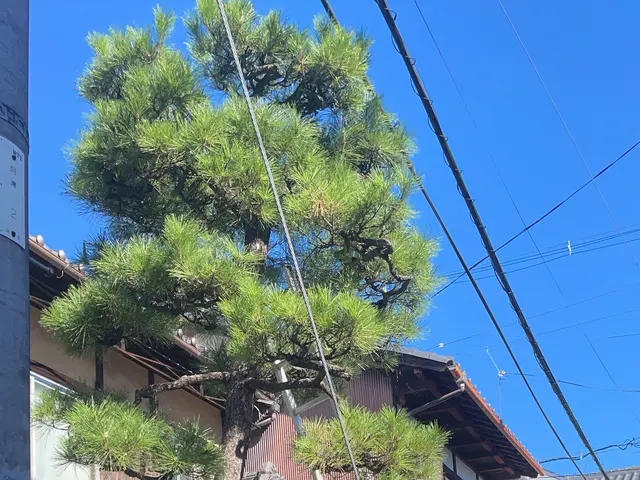 丁寧な仕上がりが自慢です！植木1本からでも対応させて頂きますご気軽ご相談下さい！サービスの画像