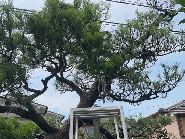 丁寧な仕上がりが自慢です！植木1本からでも対応させて頂きますご気軽ご相談下さい！サービスの画像