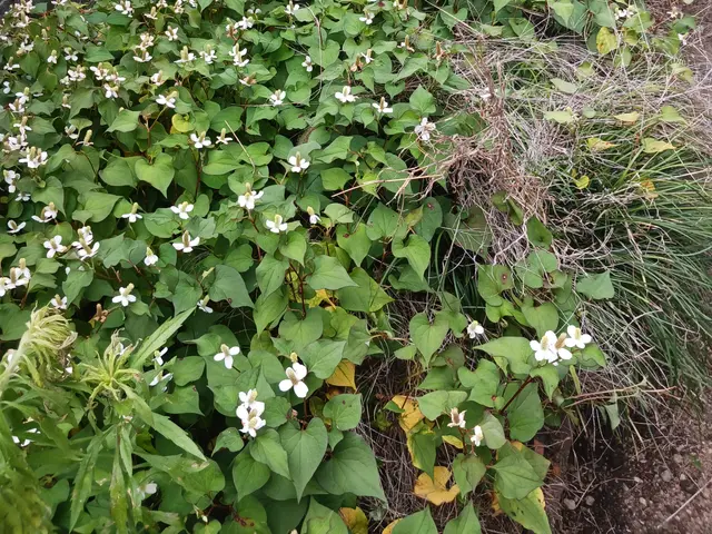 ◆猪名川町商工会所属◆   ☆安心価格☆   ◇カードOK◇サービスの画像