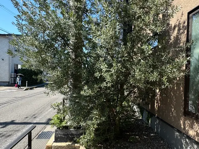 便利屋ぼーちゃんの庭木剪定！実績多数！サービスの画像