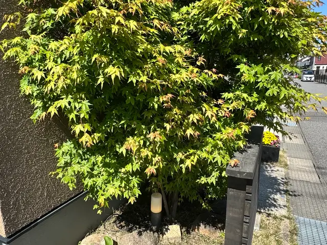 便利屋ぼーちゃんの庭木剪定！実績多数！サービスの画像