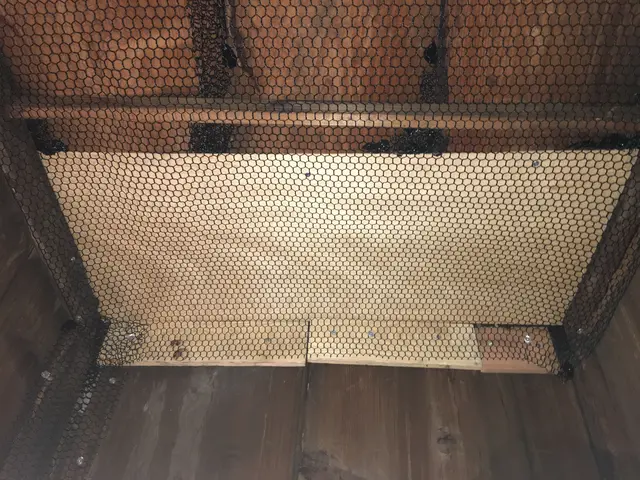 ◆千葉県専門◆当日対応可能◆ハクビシン、アライグマ駆除◆見積もり無料◆サービスの画像