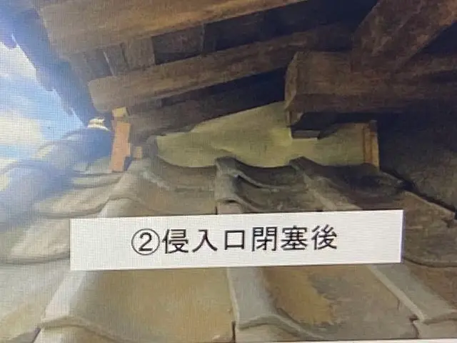 ◆千葉県専門◆当日対応可能◆ハクビシン、アライグマ駆除◆見積もり無料◆サービスの画像