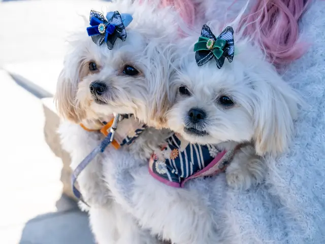 ワンちゃんネコちゃん大好き！ペットの自然な姿を撮影します