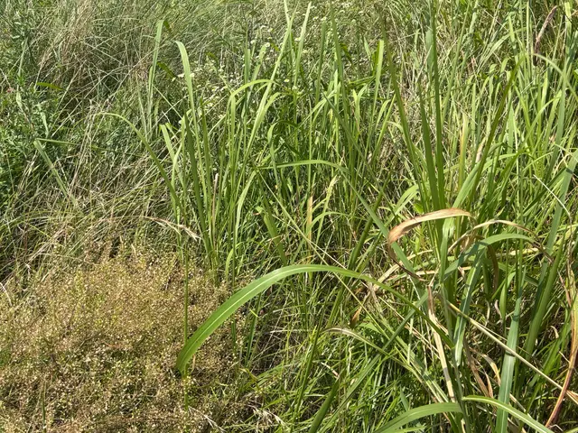 【庭師】経験スタッフによる草刈り作業はお任せください！サービスの画像