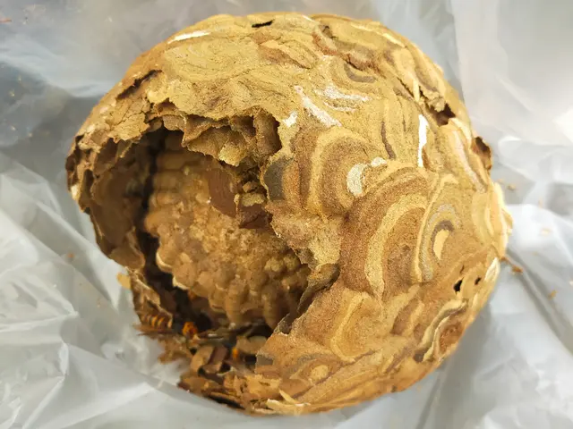 9月限定、現地での追加料金なし！戻りバチ対策もバッチリです！サービスの画像