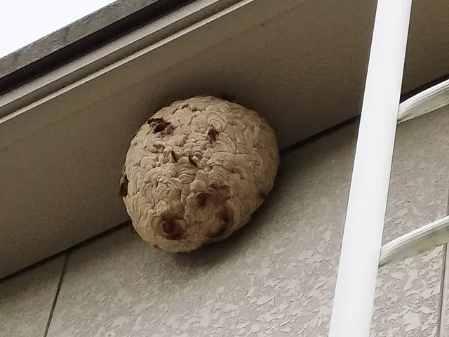 9月限定、現地での追加料金なし！戻りバチ対策もバッチリです！サービスの画像