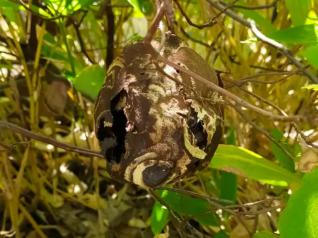 9月限定、現地での追加料金なし！戻りバチ対策もバッチリです！サービスの画像