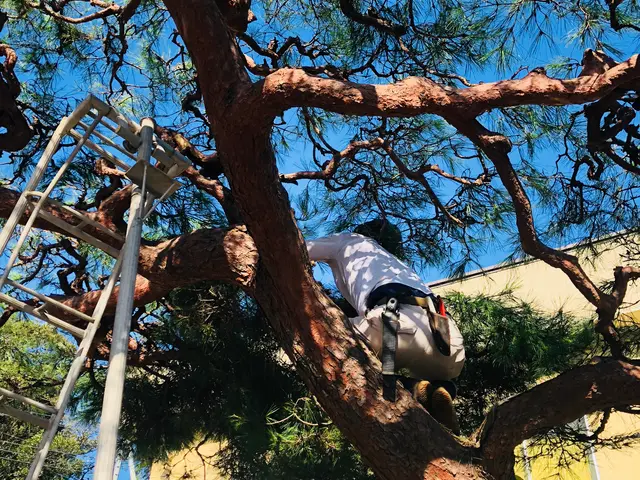 ＜造園一筋業歴24年＞樹形を生かした剪定◎外注なし◎土日祝歓迎◎ご要望を伺いますサービスの画像