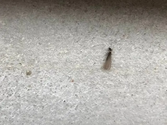 シロアリの姿を見る前に防除することをオススメします◎サービスの画像