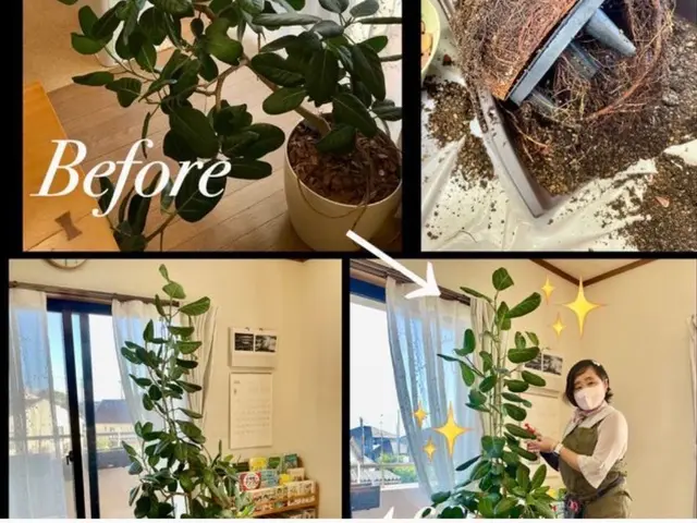 鉢の植え替え、寄せ植え作成などサービスの画像