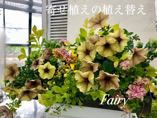 鉢の植え替え、寄せ植え作成などサービスの画像