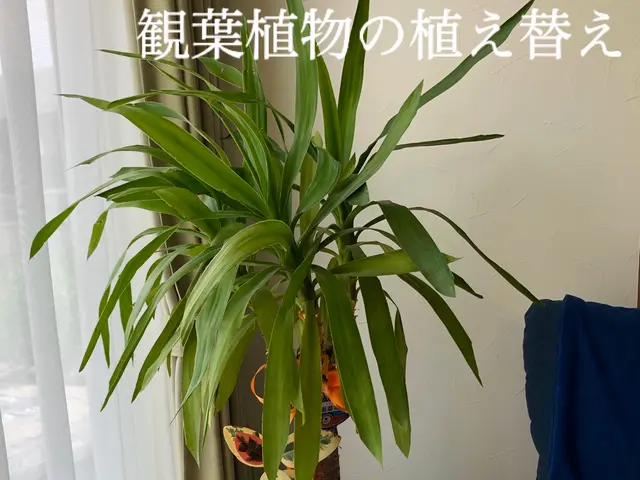鉢の植え替え、寄せ植え作成などサービスの画像