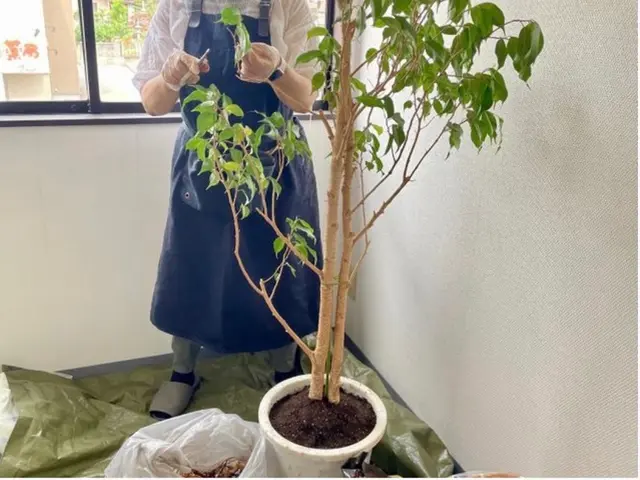 鉢の植え替え、寄せ植え作成などサービスの画像