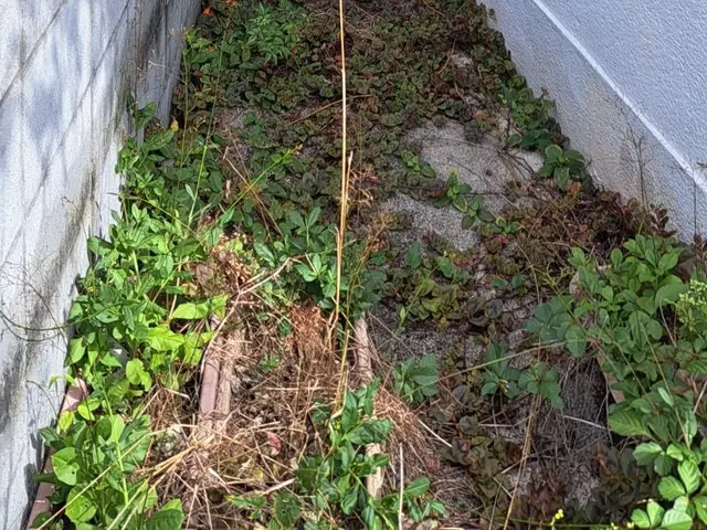 風と緑に命を宿す庭造り！当店は主の大切なお庭を良き心の郷里にと心掛けています。サービスの画像