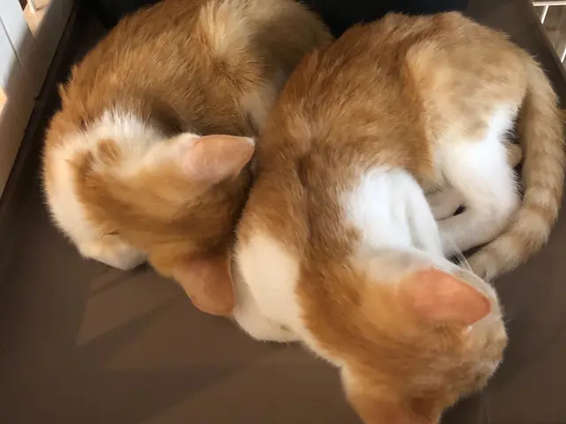 お留守番シッター/ペットシッター/キャットシッター世田谷杉並渋谷狛江調布目黒新宿サービスの画像