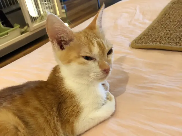 お留守番シッター/ペットシッター/キャットシッター世田谷杉並渋谷狛江調布目黒新宿サービスの画像