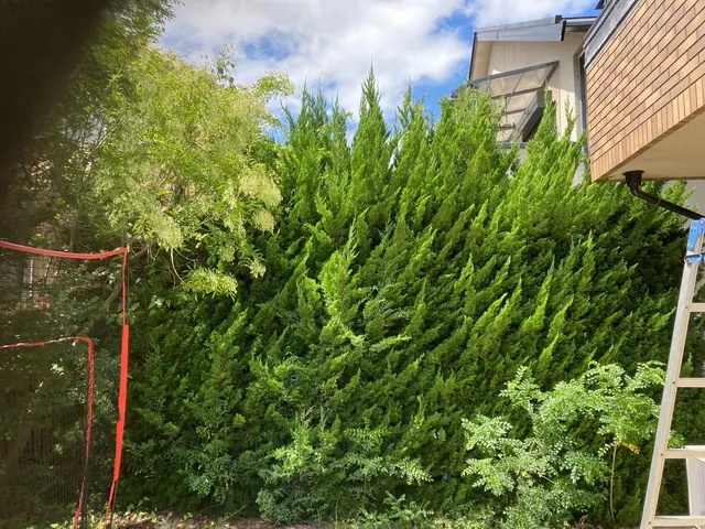 地域密着低価格！庭木の手入れをもっと頼みやすく、リーズナブルに♩お任せくださいサービスの画像