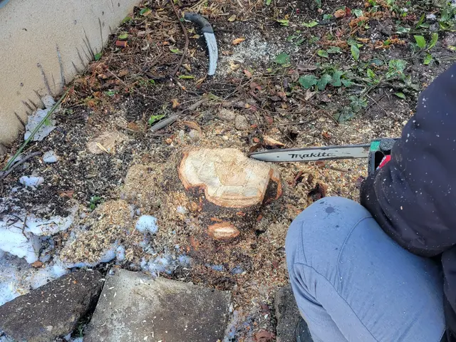 【草むしりと併せてご依頼可能です】高くなって困った木の伐採もご相談ください！！！サービスの画像