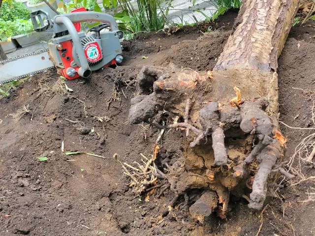 【草むしりと併せてご依頼可能です】高くなって困った木の伐採もご相談ください！！！サービスの画像