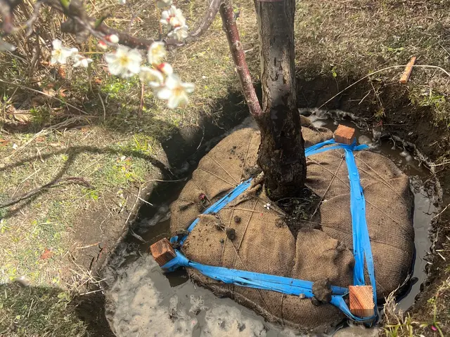 庭木の植替え•追加植栽サービスの画像