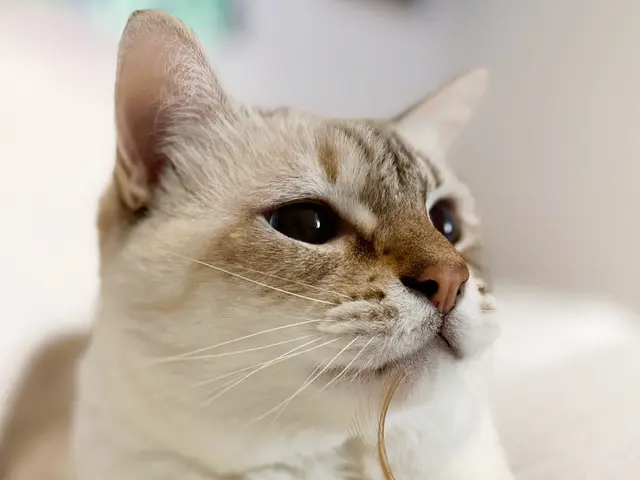 ペットシッター専門店で経験を積んだプロが対応！女性スタッフ　60分〜4800円サービスの画像