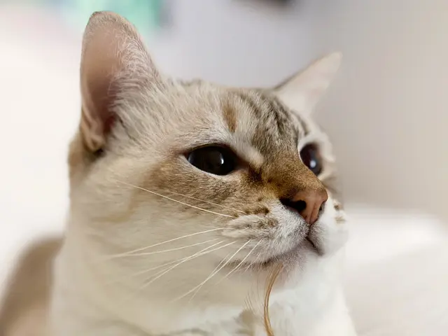 新規出店　ペットシッター歴7年以上のシッター対応も価格も安心の 60分4800円サービスの画像