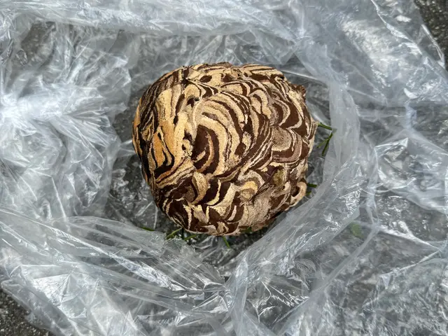 安心ハチ駆除サービスサービスの画像