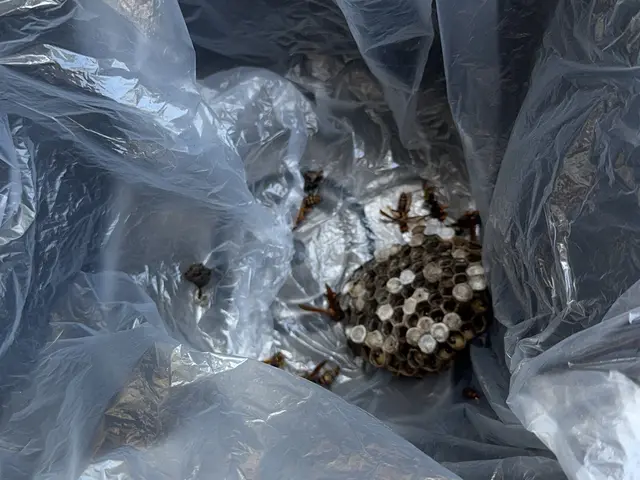 安心ハチ駆除サービスサービスの画像