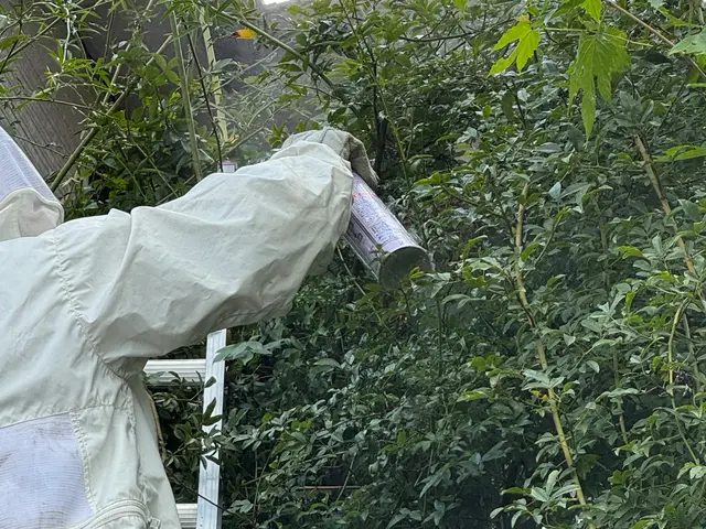 安心ハチ駆除サービスサービスの画像