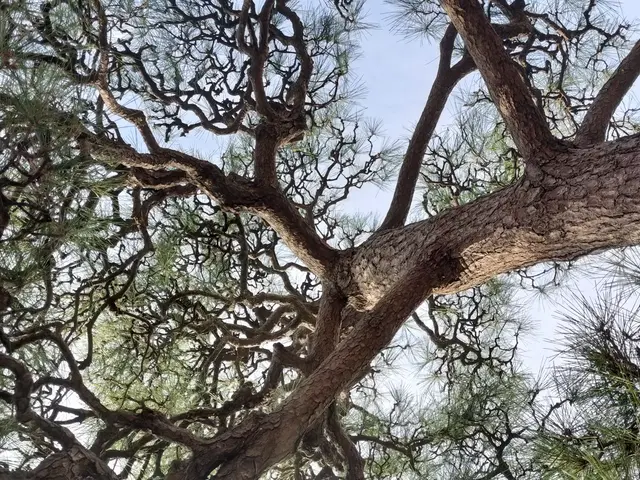 経験1000本以上！庭木を美しく蘇らせる匠の技 ★写真でお見積りできます!サービスの画像