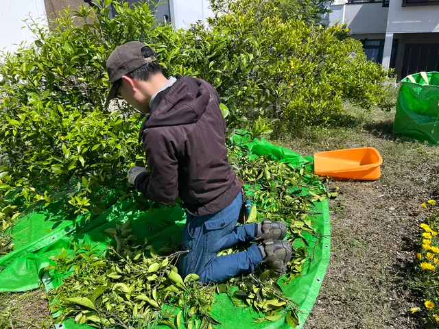 経験1000本以上！庭木を美しく蘇らせる匠の技 ★写真でお見積りできます!サービスの画像