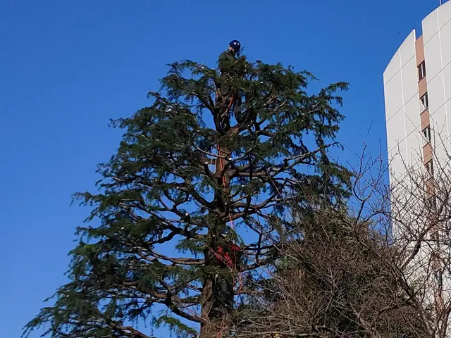 経験1000本以上！庭木を美しく蘇らせる匠の技 ★写真でお見積りできます!サービスの画像